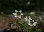 Anemone nemorosa Green Dream4